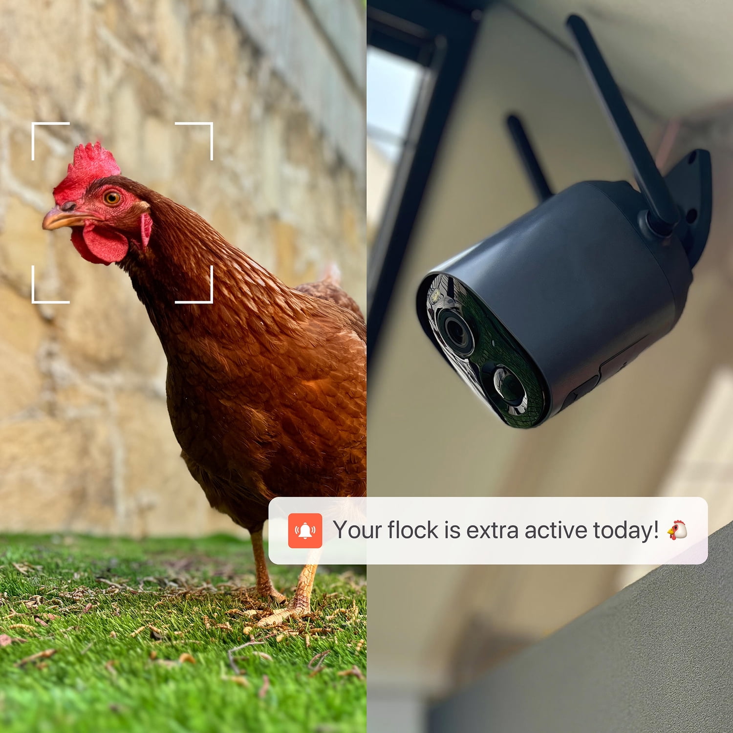 coop 1080p AI-Powered Rechargeable Wi-Fi CoopCam, 100-605 - Image 5